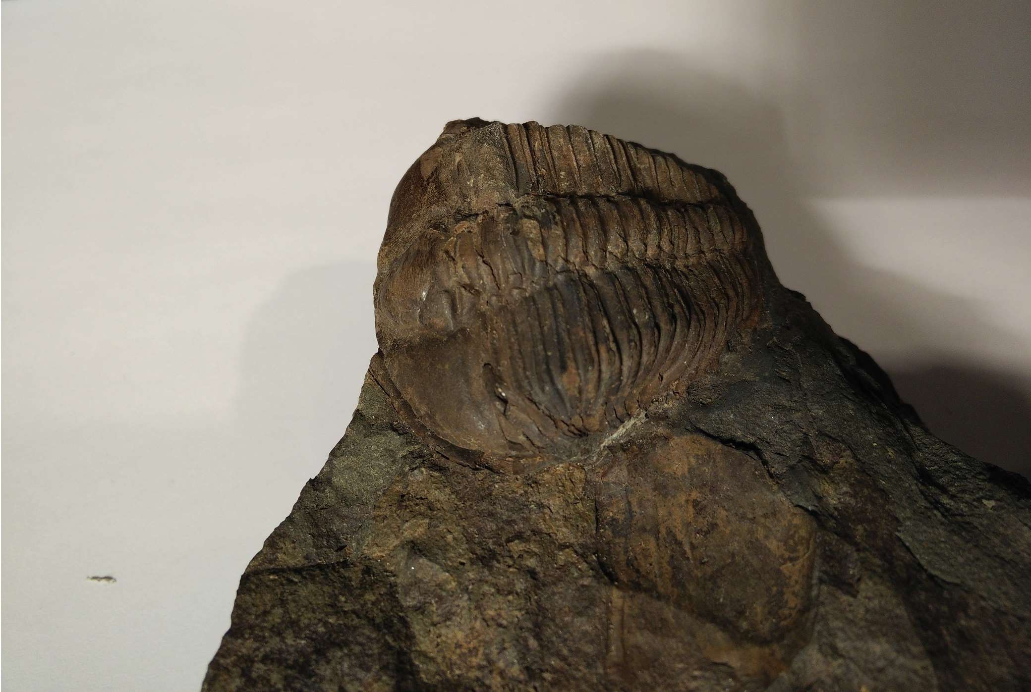 trilobites/080_Conocoryphe.jpg